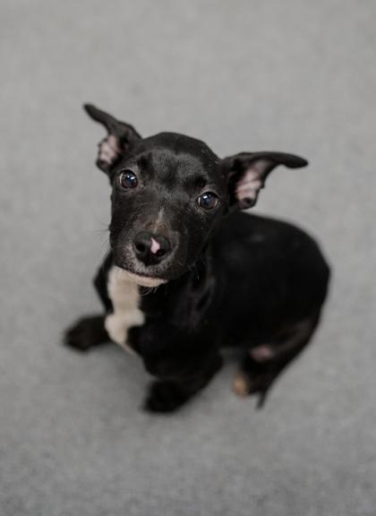 Adopt
