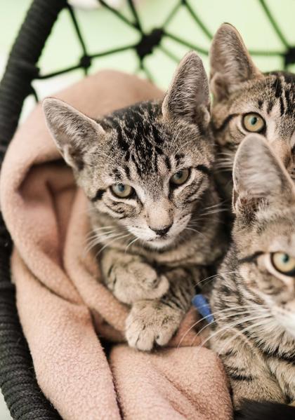 Adopt