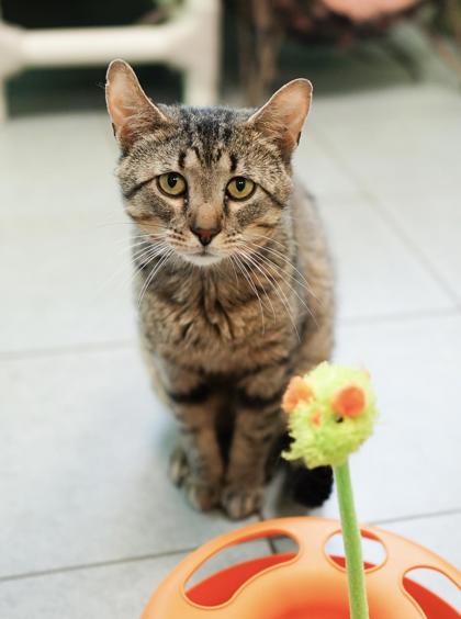 Adopt