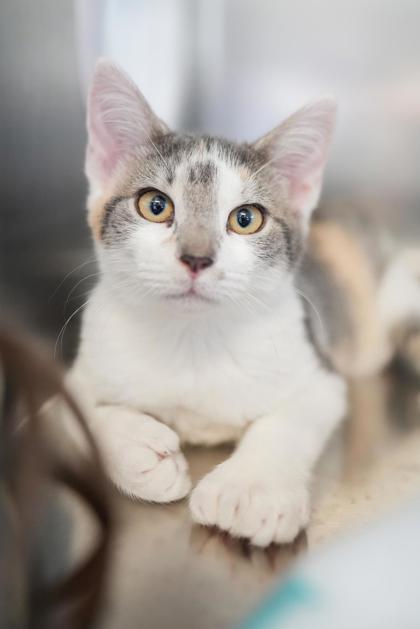 Adopt