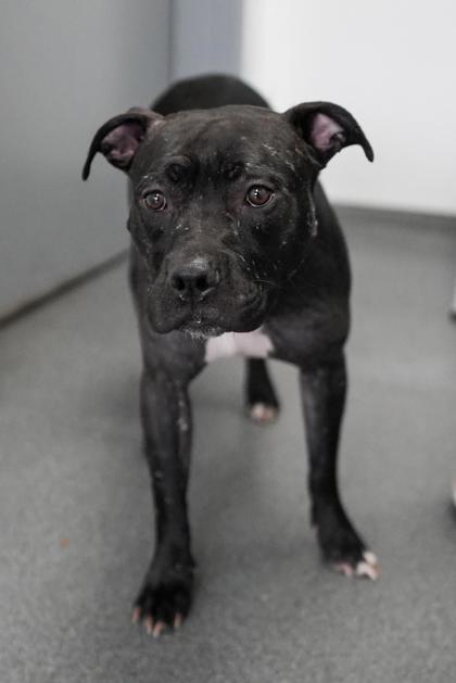 Adopt