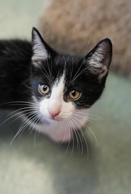 Adopt
