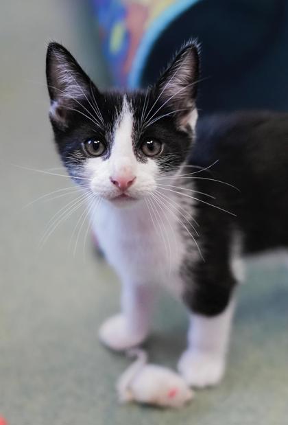 Adopt