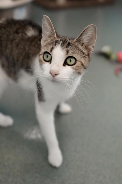 Adopt