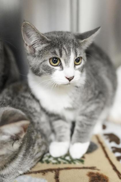 Adopt