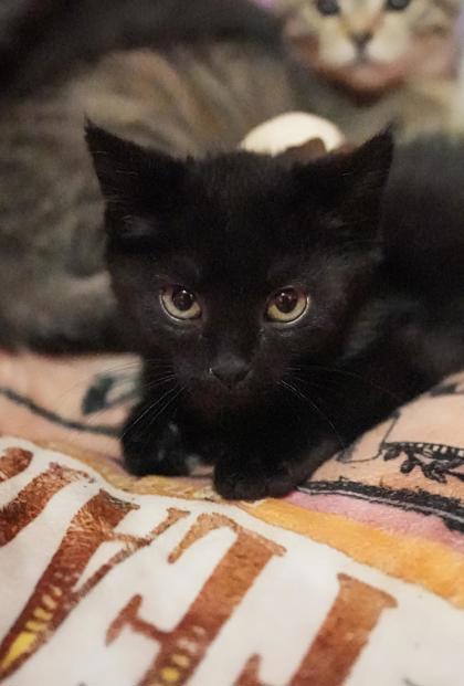 Adopt