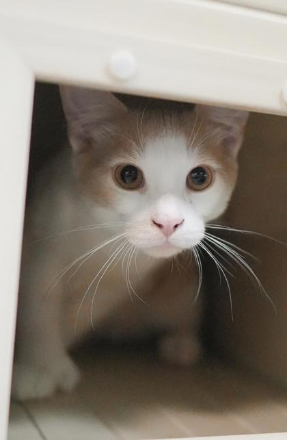 Adopt