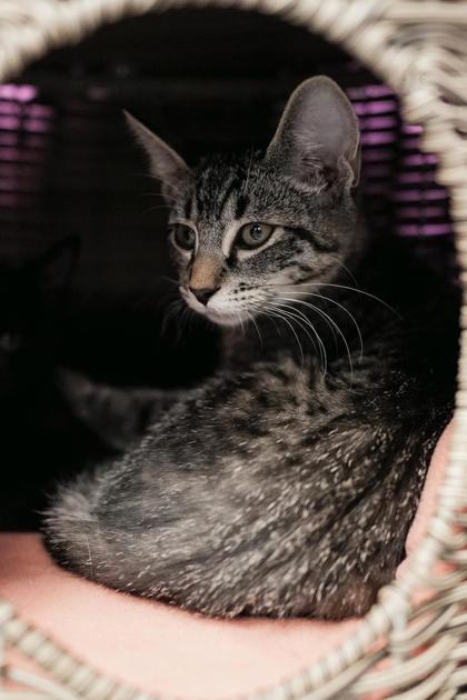 Adopt