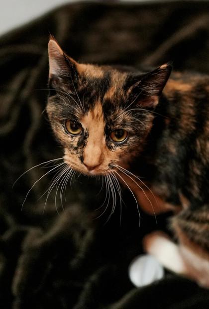 Adopt