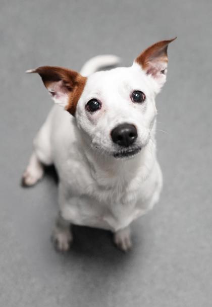 Adopt