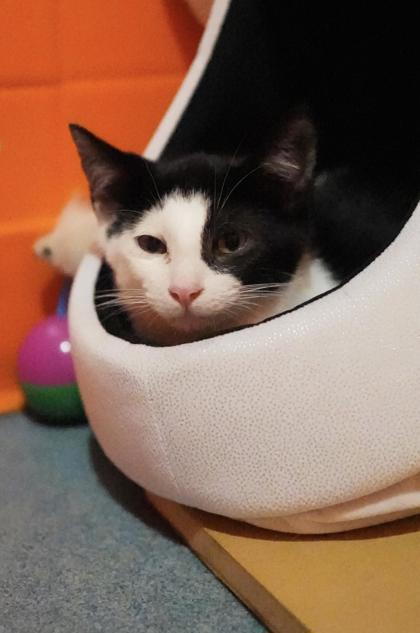 Adopt