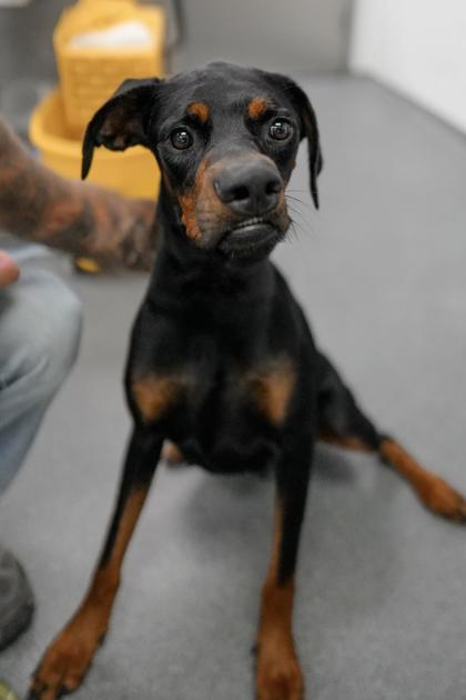 Adopt