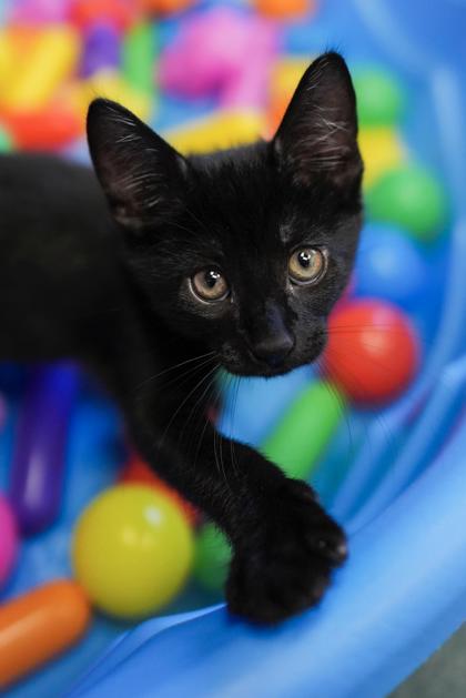 Adopt