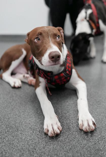 Adopt