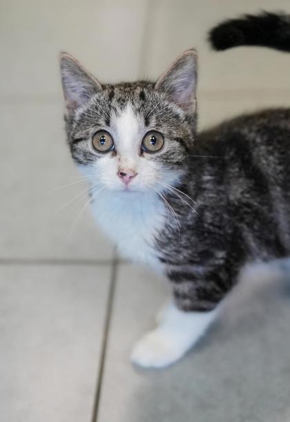 Adopt