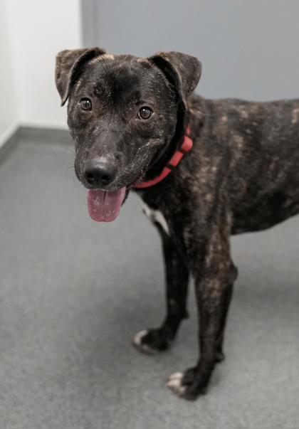 Adopt