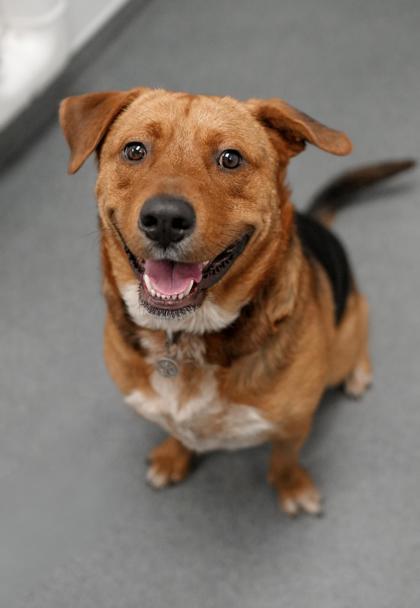 Adopt