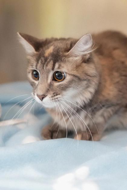 Adopt