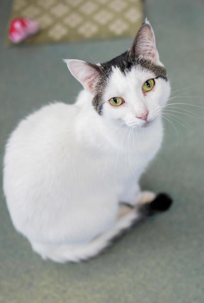 Adopt