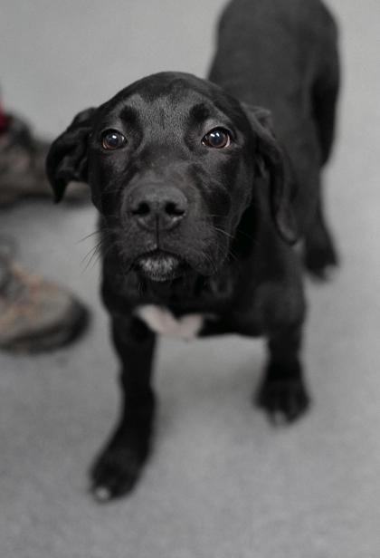 Adopt
