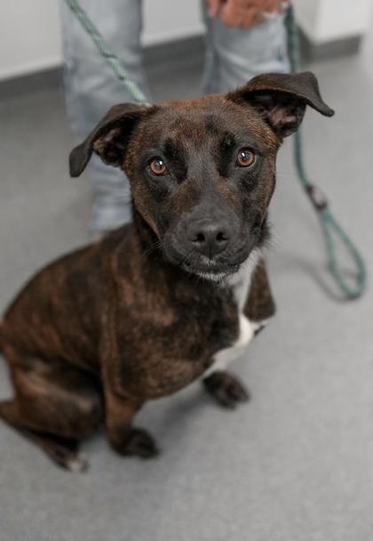 Adopt