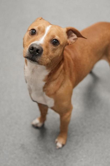 Adopt