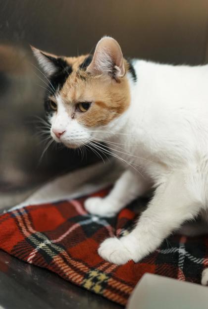 Adopt