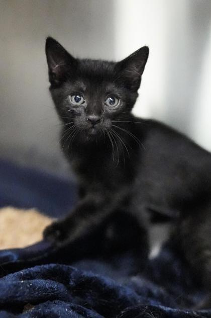 Adopt