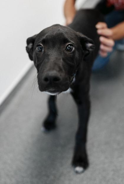 Adopt