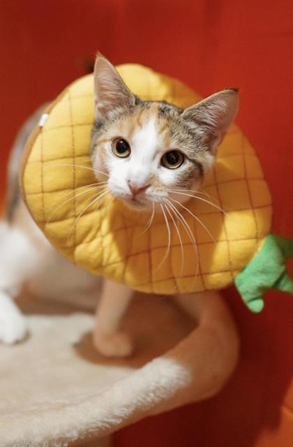 Adopt