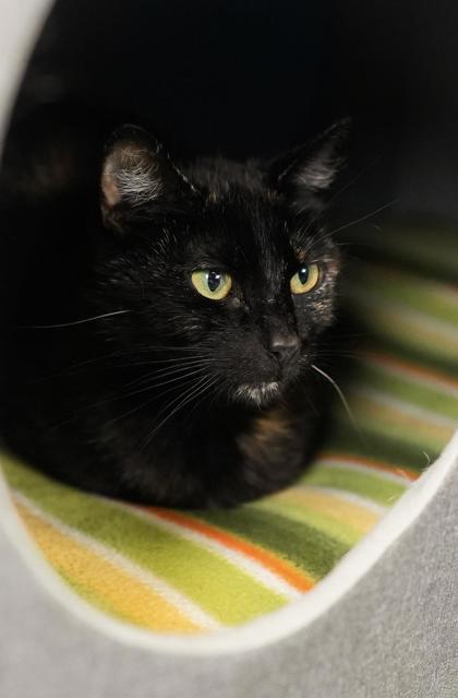 Adopt