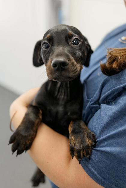 Adopt