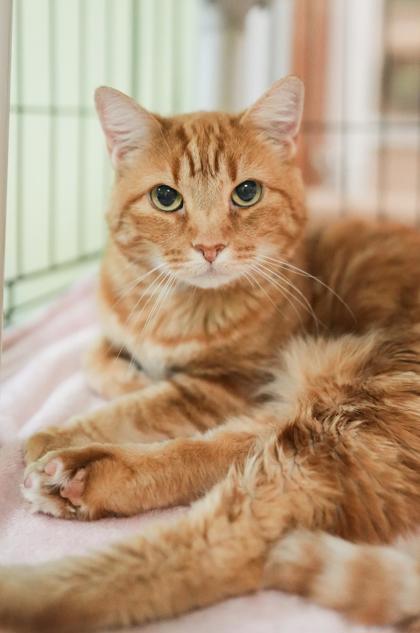 Adopt