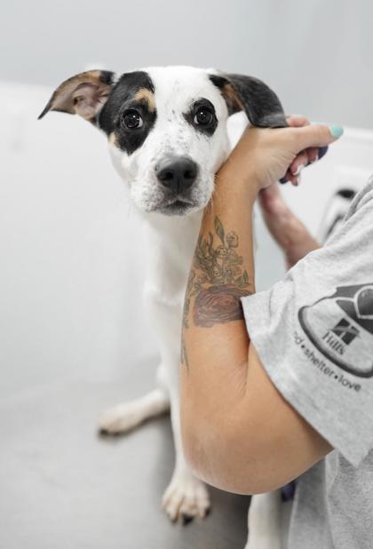 Adopt