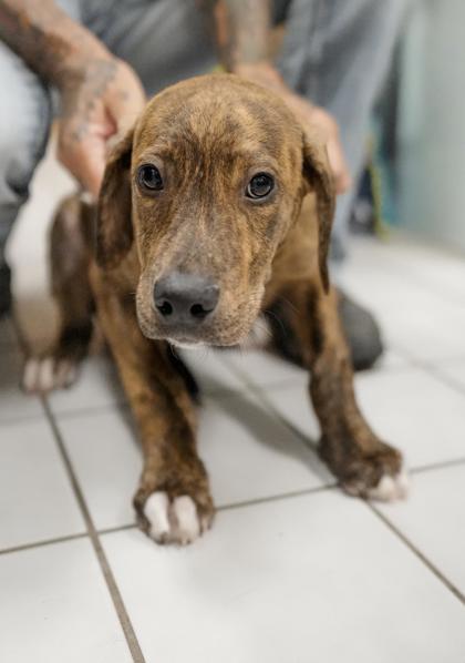 Adopt