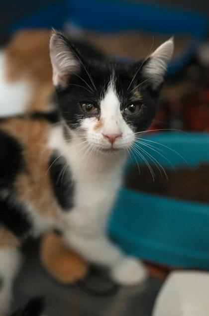 Adopt