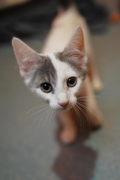 Adopt