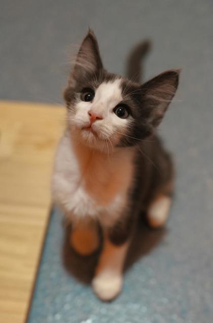 Adopt
