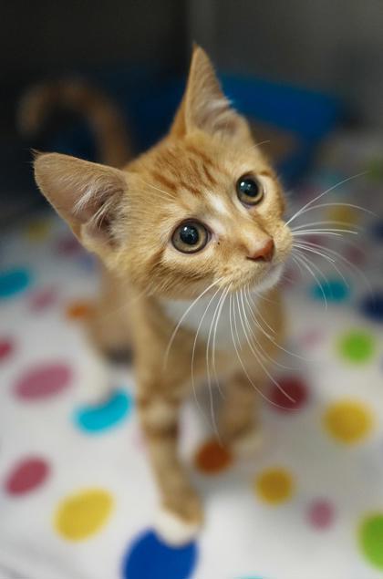 Adopt