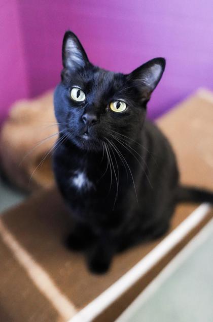 Adopt