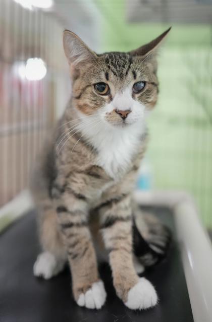 Adopt
