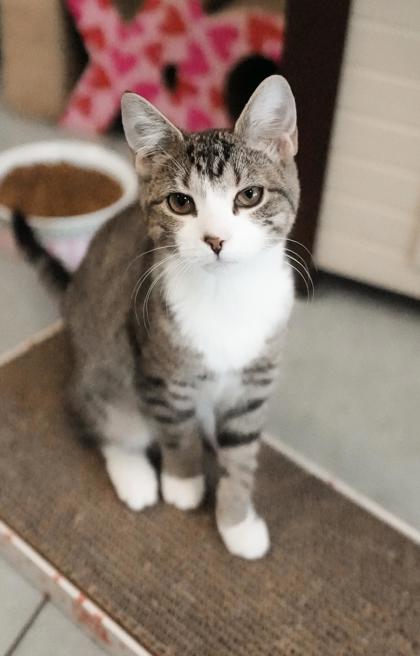 Adopt