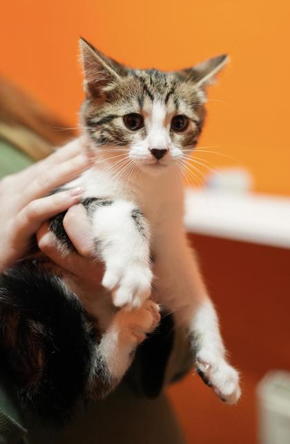 Adopt