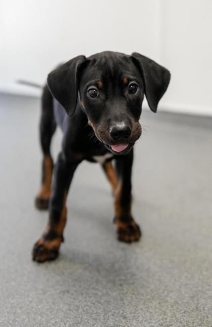 Adopt