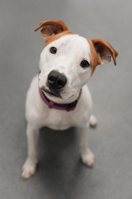 Adopt