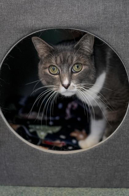 Adopt