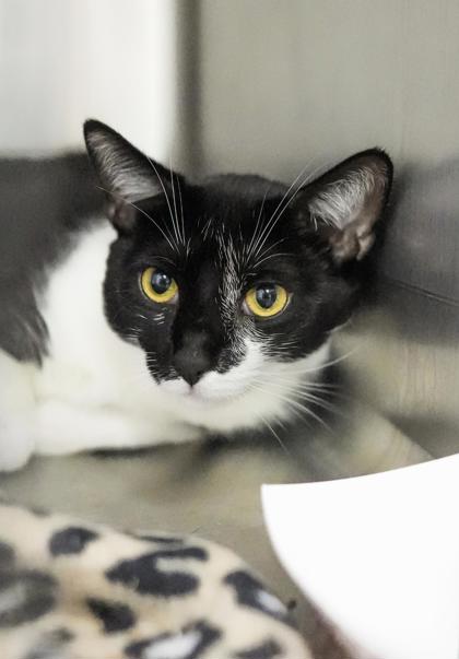 Adopt