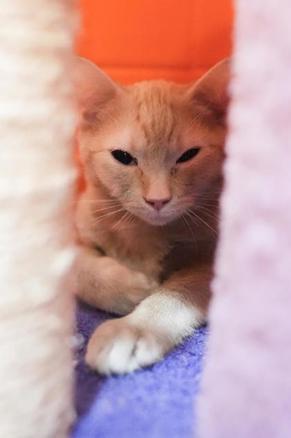 Adopt