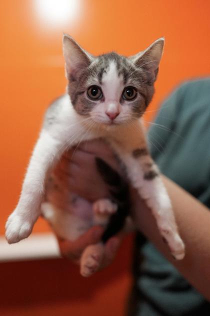 Adopt
