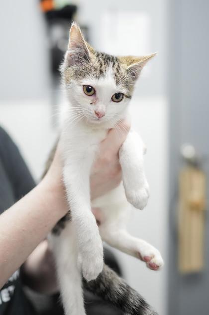 Adopt